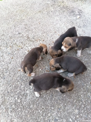 Beagle de vânzare  - imagine 3 Beagle de vânzare  - imagine 3