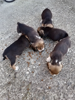 Beagle de vânzare  - imagine 4 Beagle de vânzare  - imagine 4