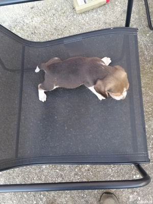 Beagle de vânzare  - imagine 5 Beagle de vânzare  - imagine 5