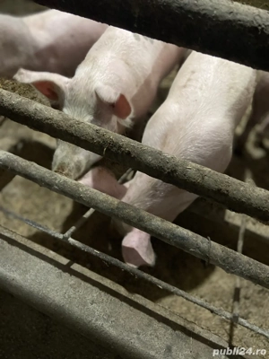 Vand scrofite  - imagine 4