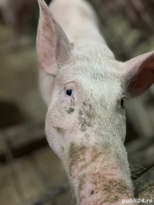 Vand scrofite  - imagine 2