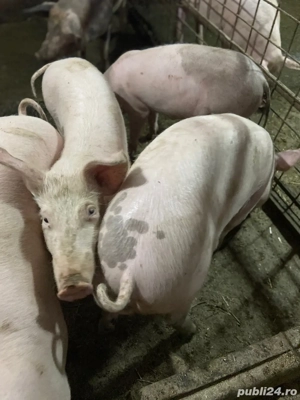 Vand scrofite  - imagine 3