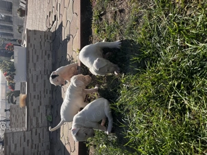 Catei Dog Argentinian - imagine 5