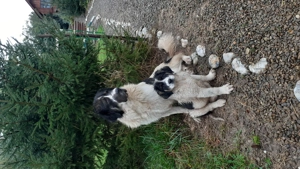 Catel Ciobanesc de Bucovina - imagine 4 Catel Ciobanesc de Bucovina - imagine 4