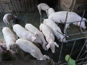 Soldani intre 70 si 80 kg - imagine 3