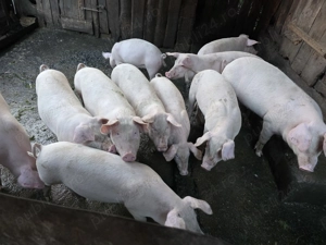 Soldani intre 70 si 80 kg - imagine 2