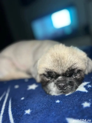 vand catelus  - imagine 2