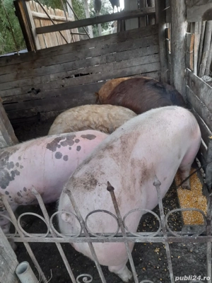 porci de vanzare