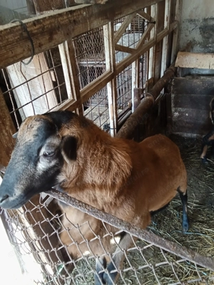 Berbec din rasa Camerun  - imagine 2