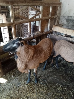 Berbec din rasa Camerun 