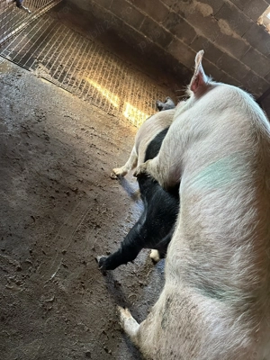 Porci 30 40 kg  - imagine 3