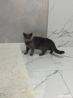 pisica british silver tabby