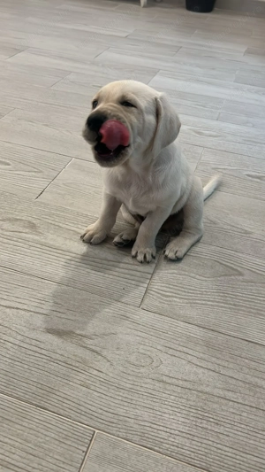Puiuți labrador retrier - imagine 4 Puiuți labrador retrier - imagine 4