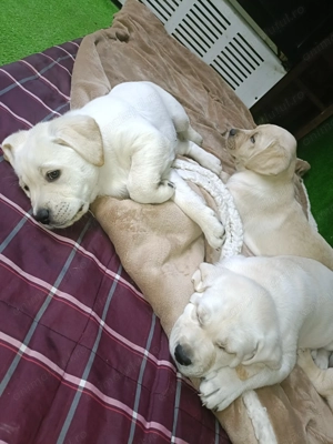 Puiuți labrador retrier - imagine 3 Puiuți labrador retrier - imagine 3