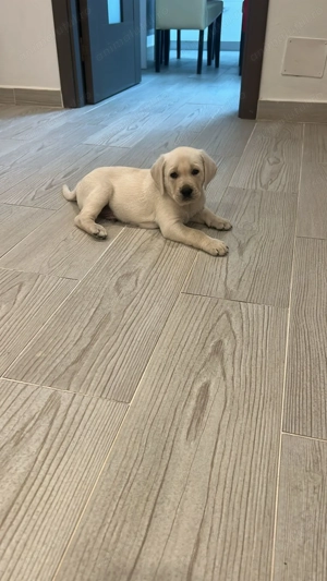 Puiuți labrador retrier - imagine 5 Puiuți labrador retrier - imagine 5