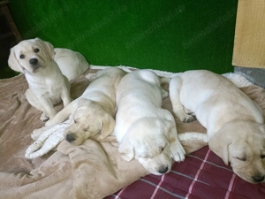 Puiuți labrador retrier - imagine 2 Puiuți labrador retrier - imagine 2