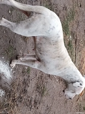 Căței dog Argentina  - imagine 4 Căței dog Argentina  - imagine 4