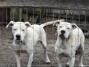 Căței dog Argentina  - imagine 5 Căței dog Argentina  - imagine 5