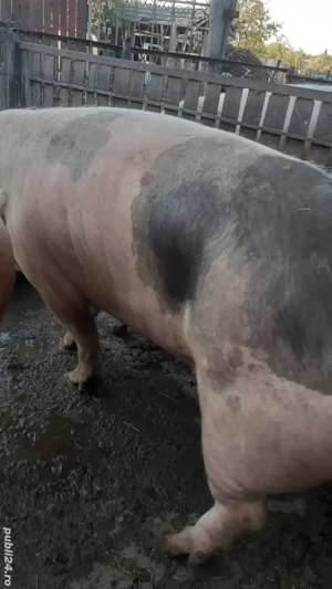 vând porci mari aproximativ 250kg 2buc pietran din monta artificială 