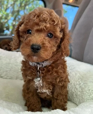 Pui de Pudel femele si masculi