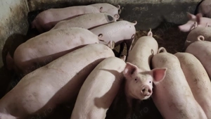 DE Vinzare  porci 60-80 kg