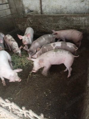 Purcei de vanzare - imagine 2 Purcei de vanzare - imagine 2