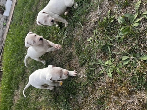 Catei Dog Argentinian - imagine 6