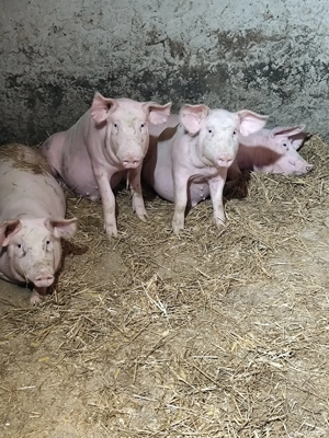 porci de carne  - imagine 2