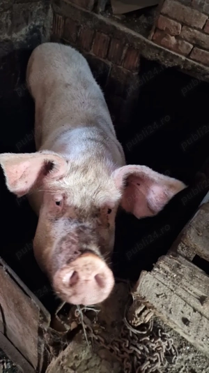 vand porci 100-250 kg - imagine 3