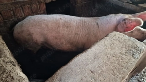vand porci 100-250 kg - imagine 5