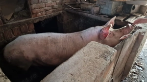 vand porci 100-250 kg - imagine 2