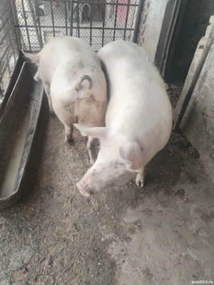 Porcii de Vanzare - imagine 4 Porcii de Vanzare - imagine 4