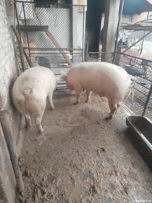 Porcii de Vanzare - imagine 5 Porcii de Vanzare - imagine 5