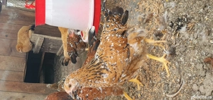  Pui Pita Pinta Portelan