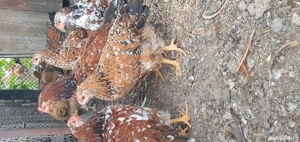  Pui Pita Pinta Portelan - imagine 4