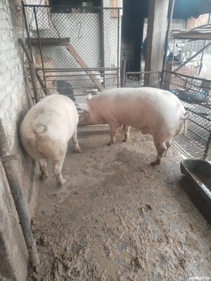 Porcii de Vanzare - imagine 3 Porcii de Vanzare - imagine 3