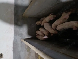 Vând  purcei cu vârsta de 7 saptamani.. Relații la tel  .