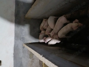 Vând  purcei cu vârsta de 7 saptamani.. Relații la tel  . - imagine 2