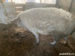 vand purcea mangalita  - imagine 2 vand purcea mangalita  - imagine 2