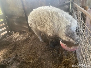 vand purcea mangalita  - imagine 3 vand purcea mangalita  - imagine 3