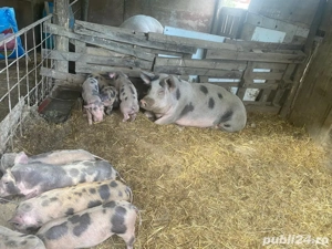 vand purcei 6 saptamani 