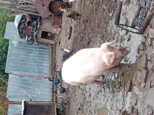 Porc de vânzare crescut în gospodarie