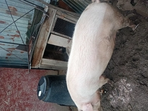 Porc de vânzare crescut în gospodarie - imagine 3