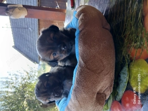 Vând 2 cățelușe pechinez  