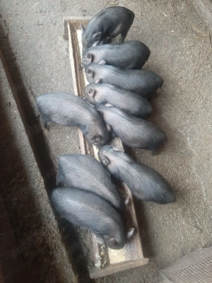 Vand porci vietnamez  - imagine 2