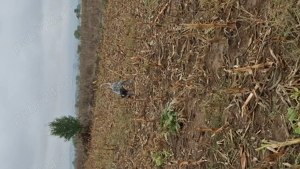 Mascul brac german  - imagine 2