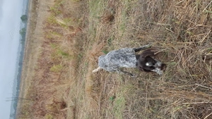 Mascul brac german  - imagine 4