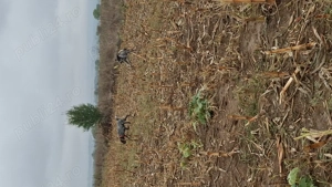 Mascul brac german  - imagine 3