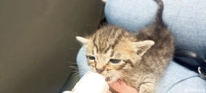 Adopții pisici  - imagine 3