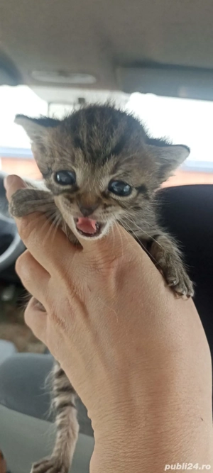 Adopții pisici  - imagine 5